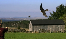 Falconry in Northumberland